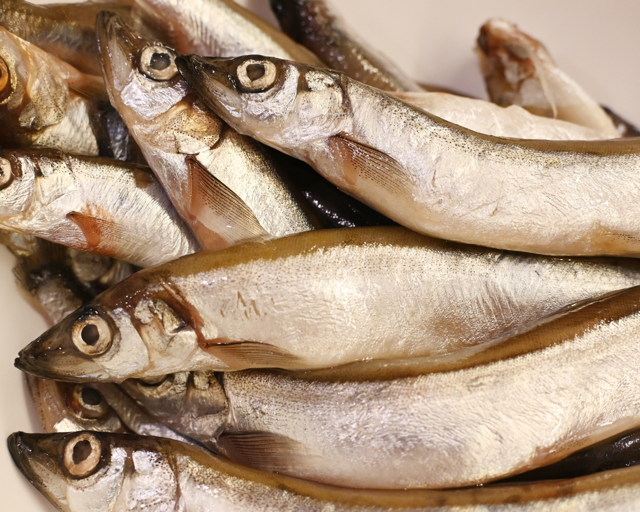 Свежая рыба мойва крупным планом