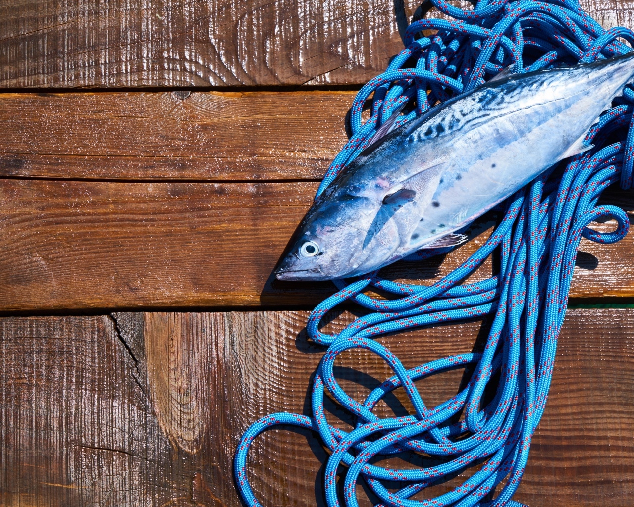 Свежая рыба с веревкой на деревянном столе