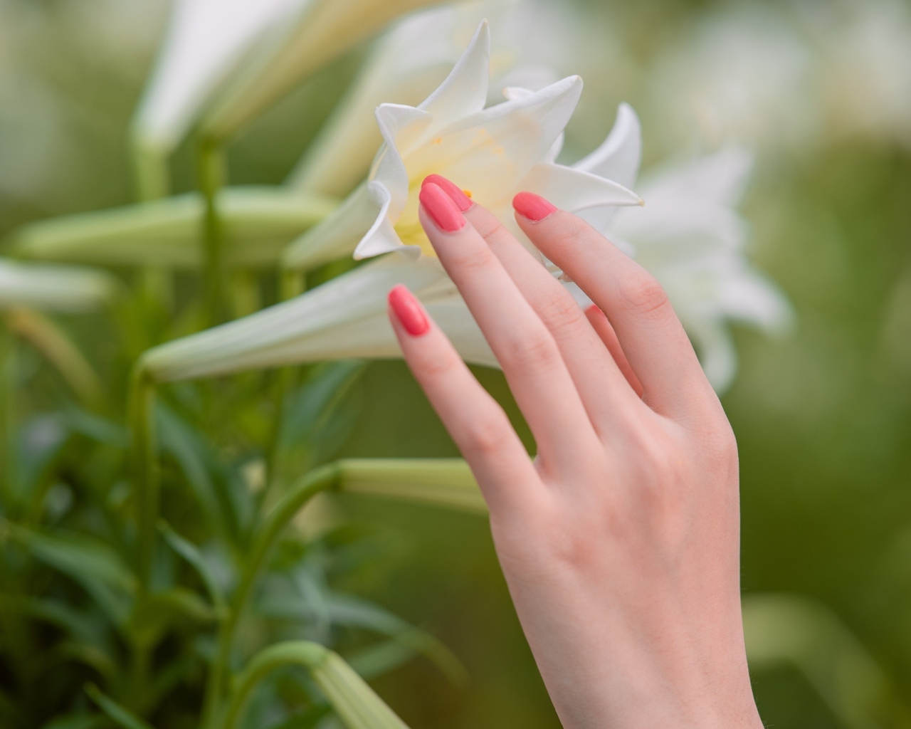 Нежная женская рука касается белой лилии