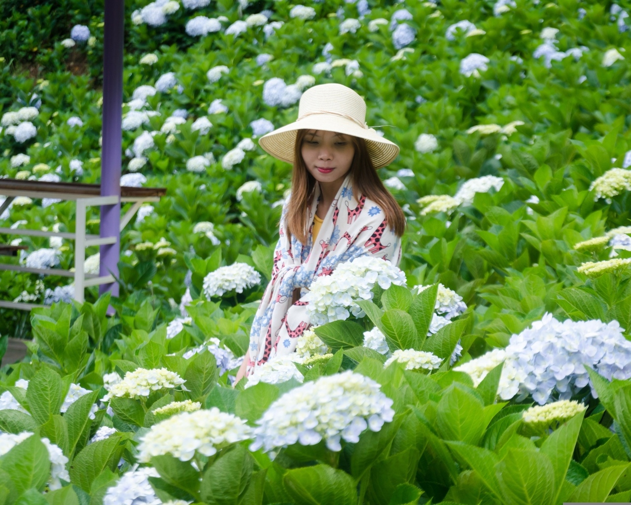 Девушка азиатка сидит в цветах гортензии