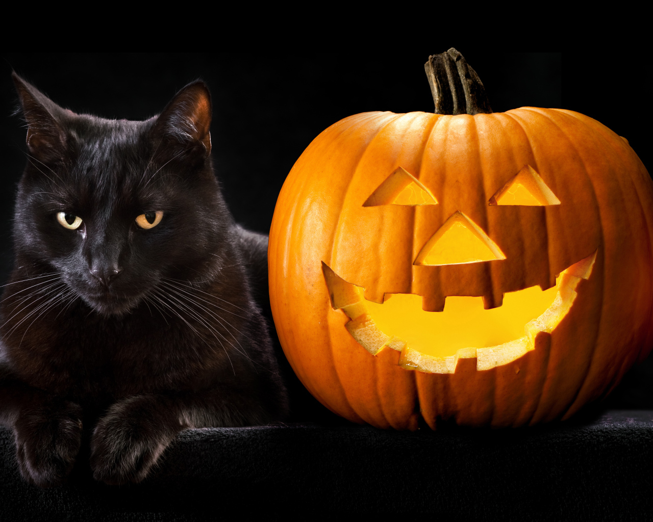 Красивый черный кот с тыквой на Хэллоуин
