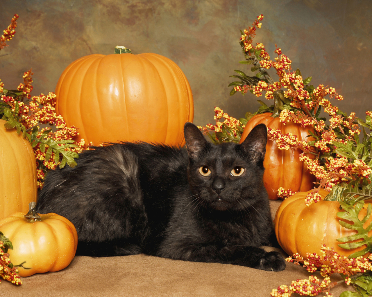 Черный кот с тыквами на Хэллоуин
