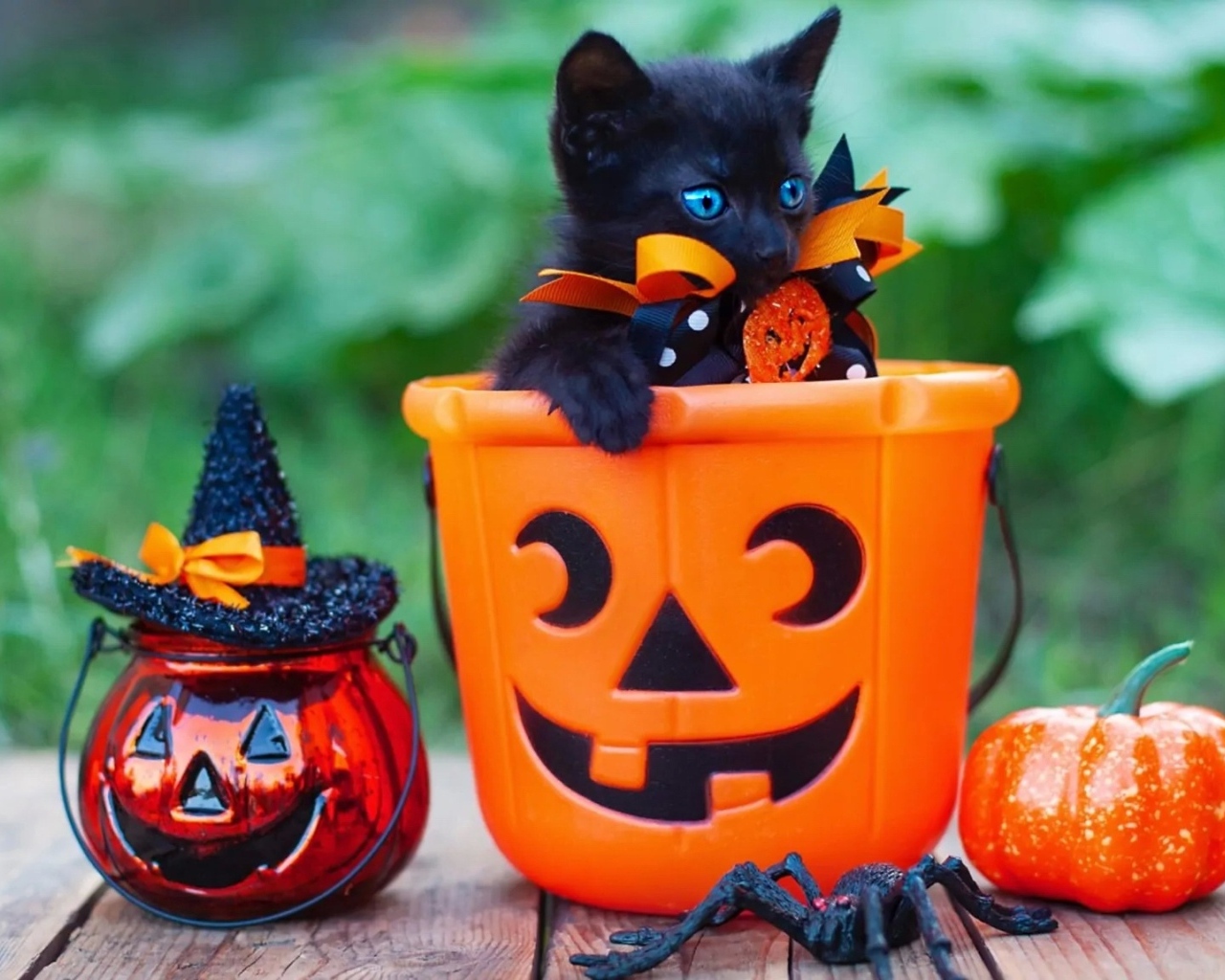 Черный котенок с декором на Хэллоуин