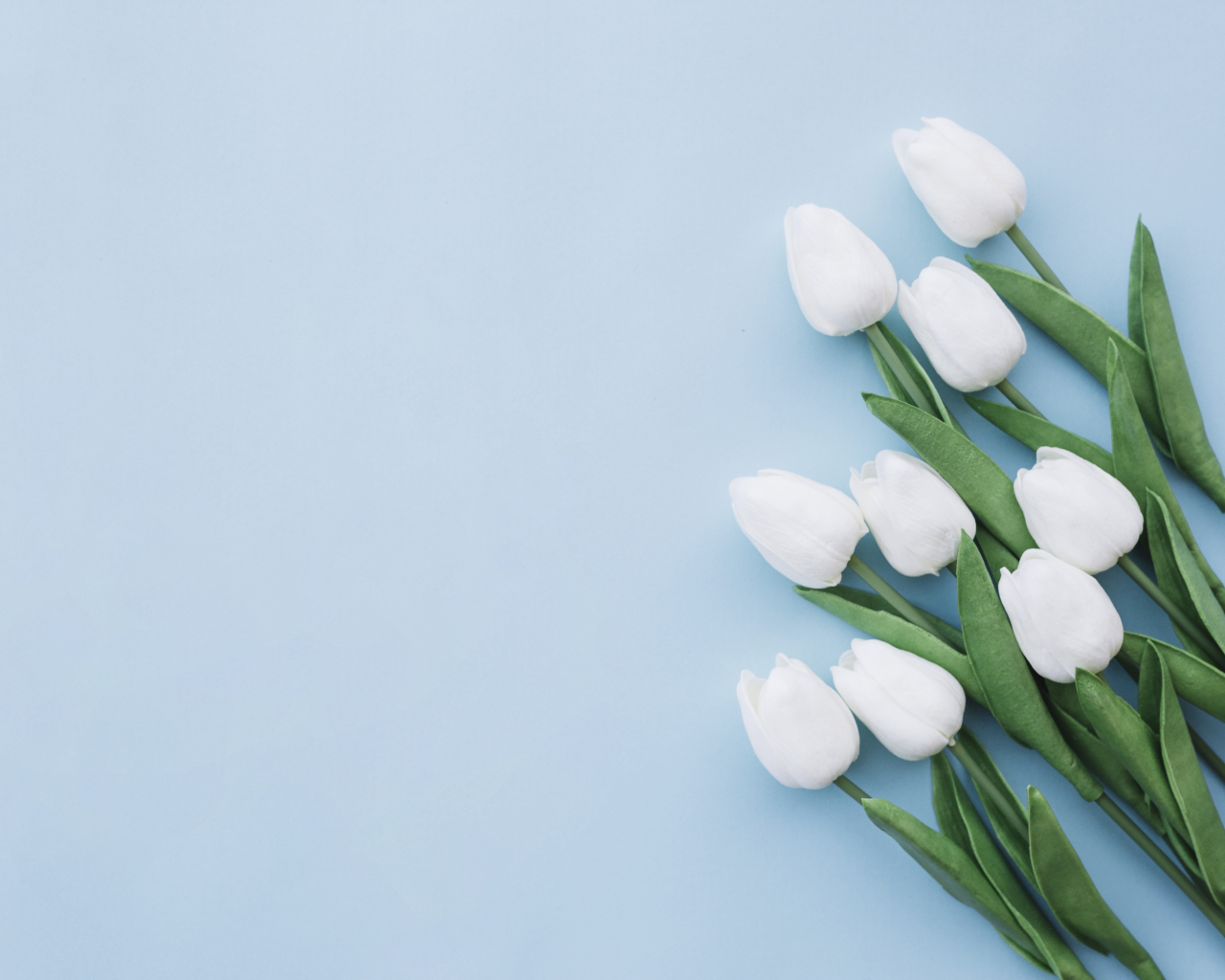 Букет белых тюльпанов шаблон поздравительной открытки на 8 марта