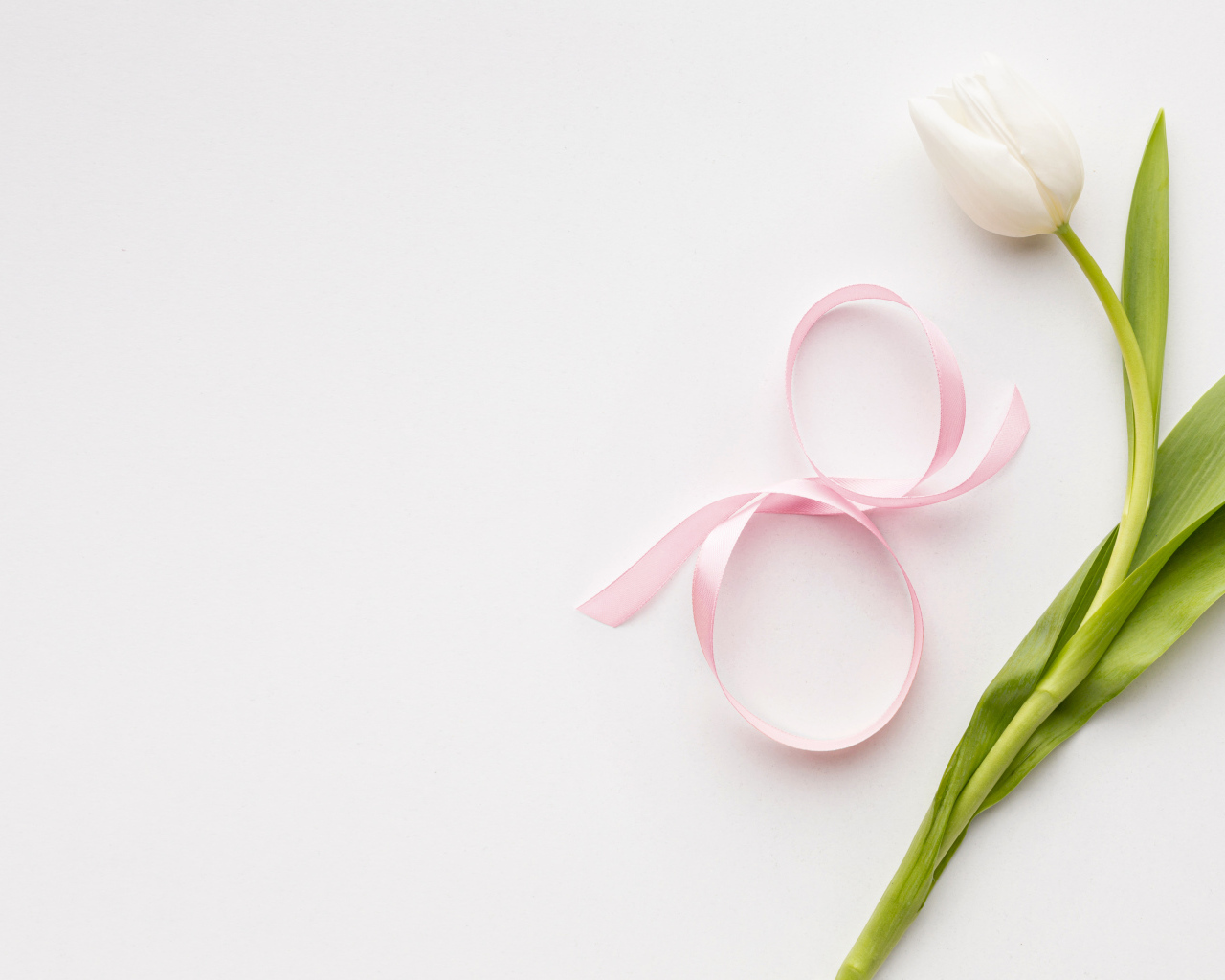 Тюльпан для любимой на 8 марта на розовом фоне