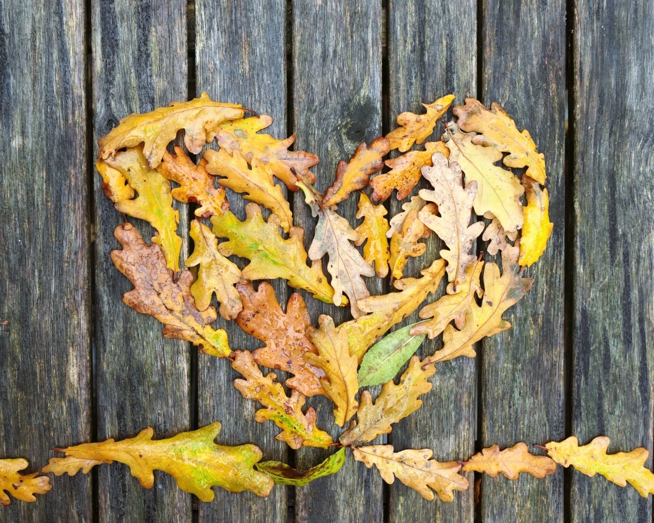 Сердце из опавших листьев дуба