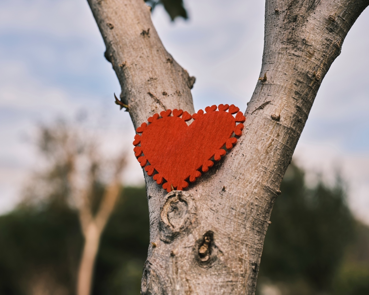 Красное сердце висит на дереве