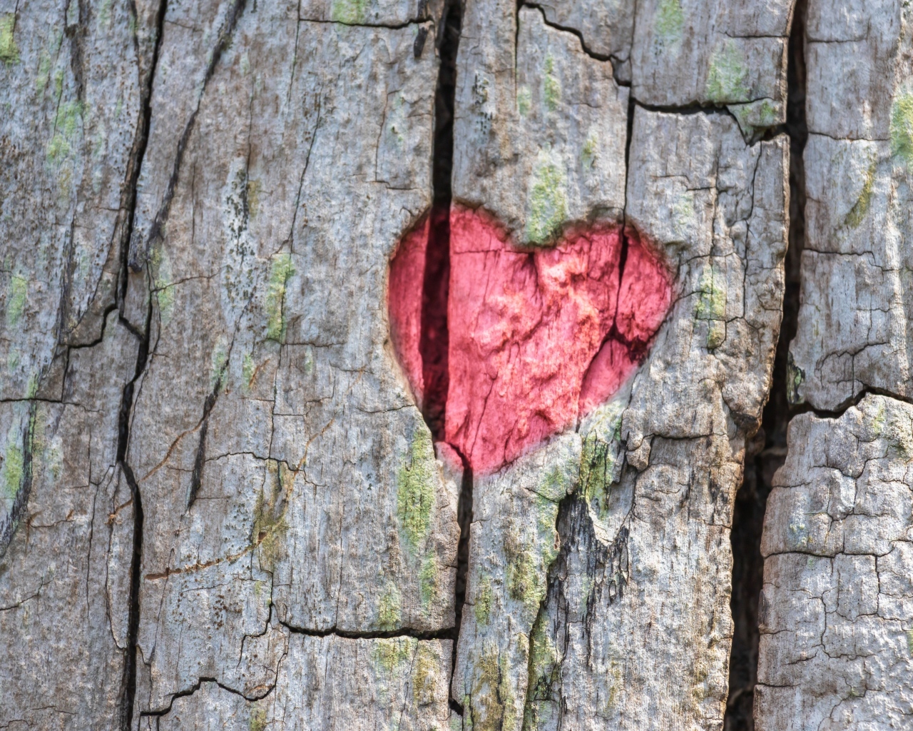Красное сердце на коре дерева