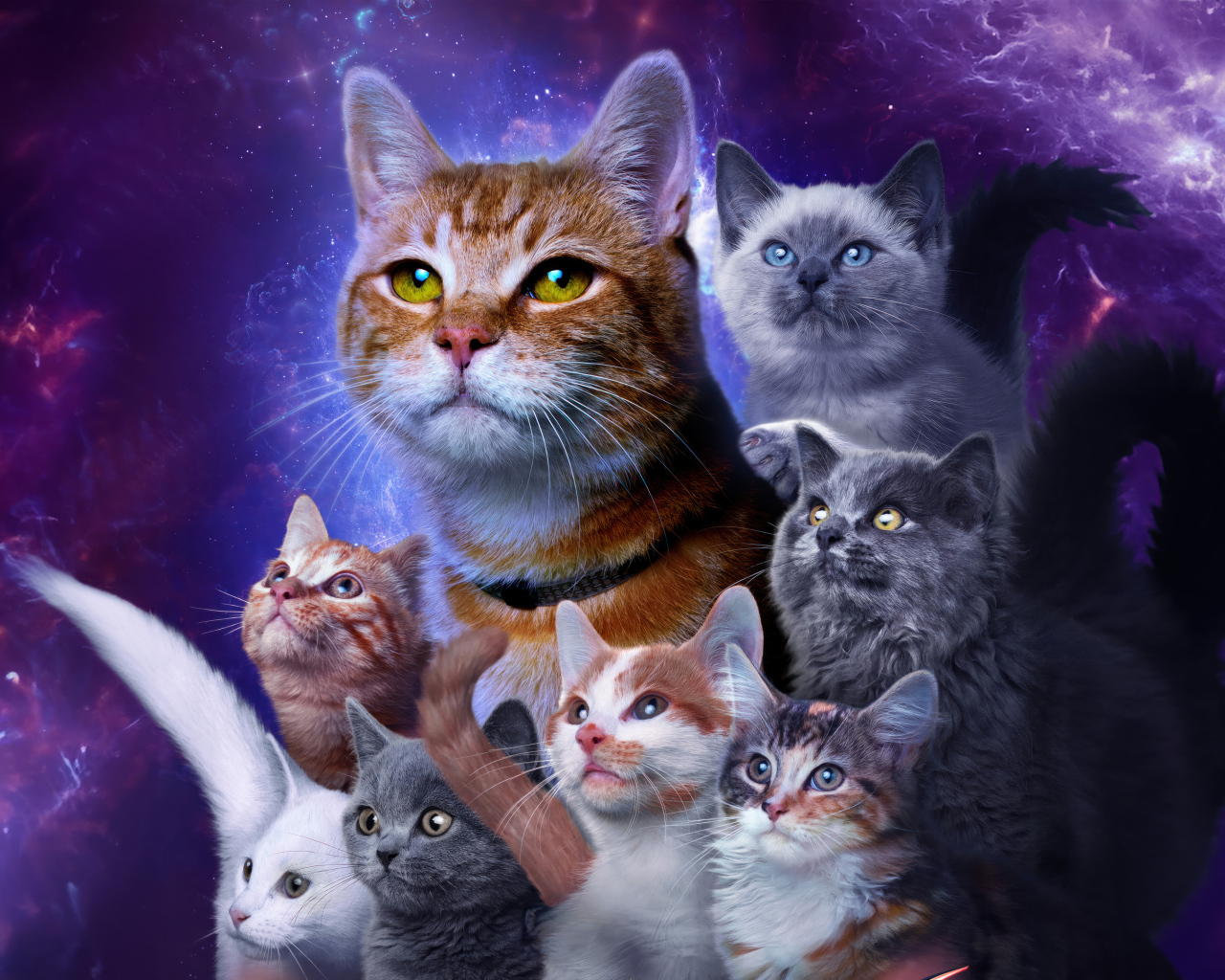 Коты из фантастического фильма Марвелы