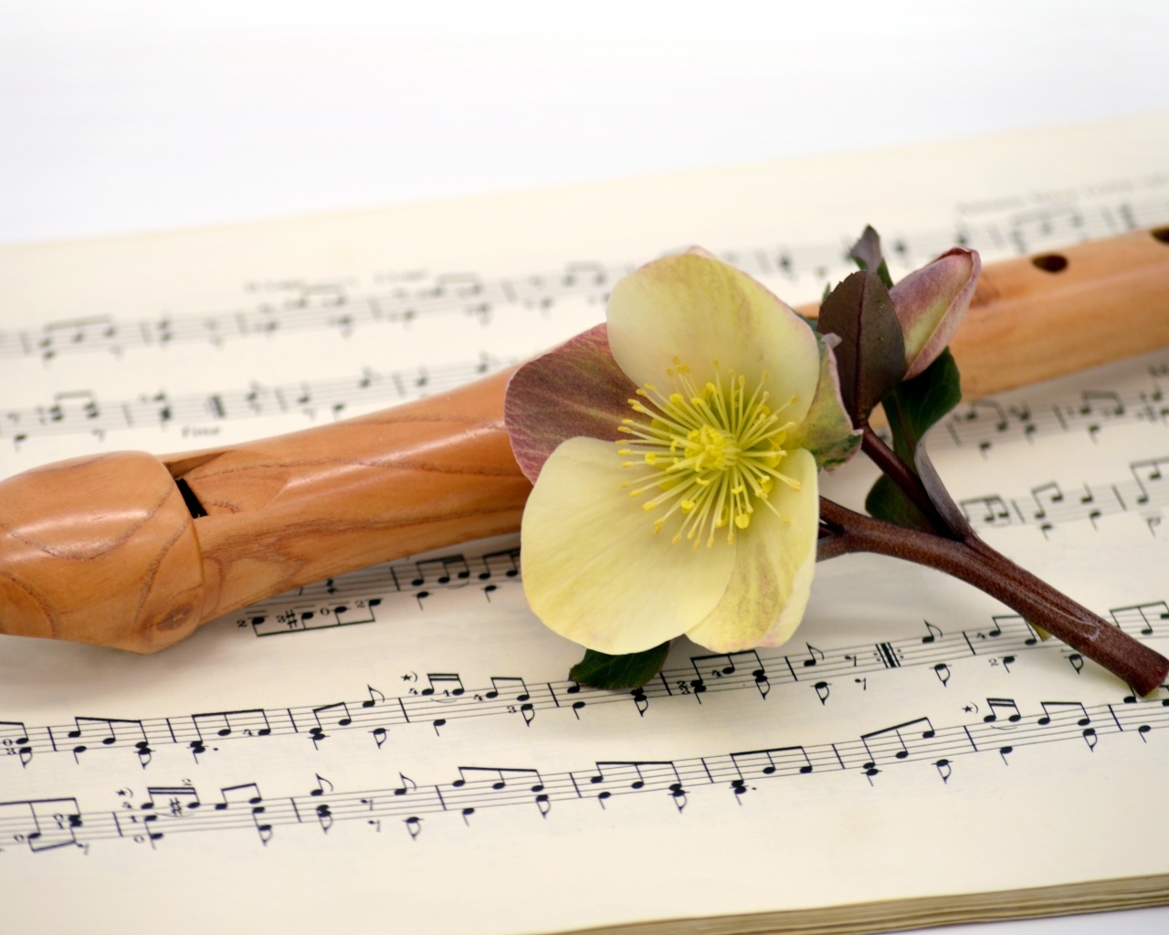 Ноты, флейта и цветок на белом фоне