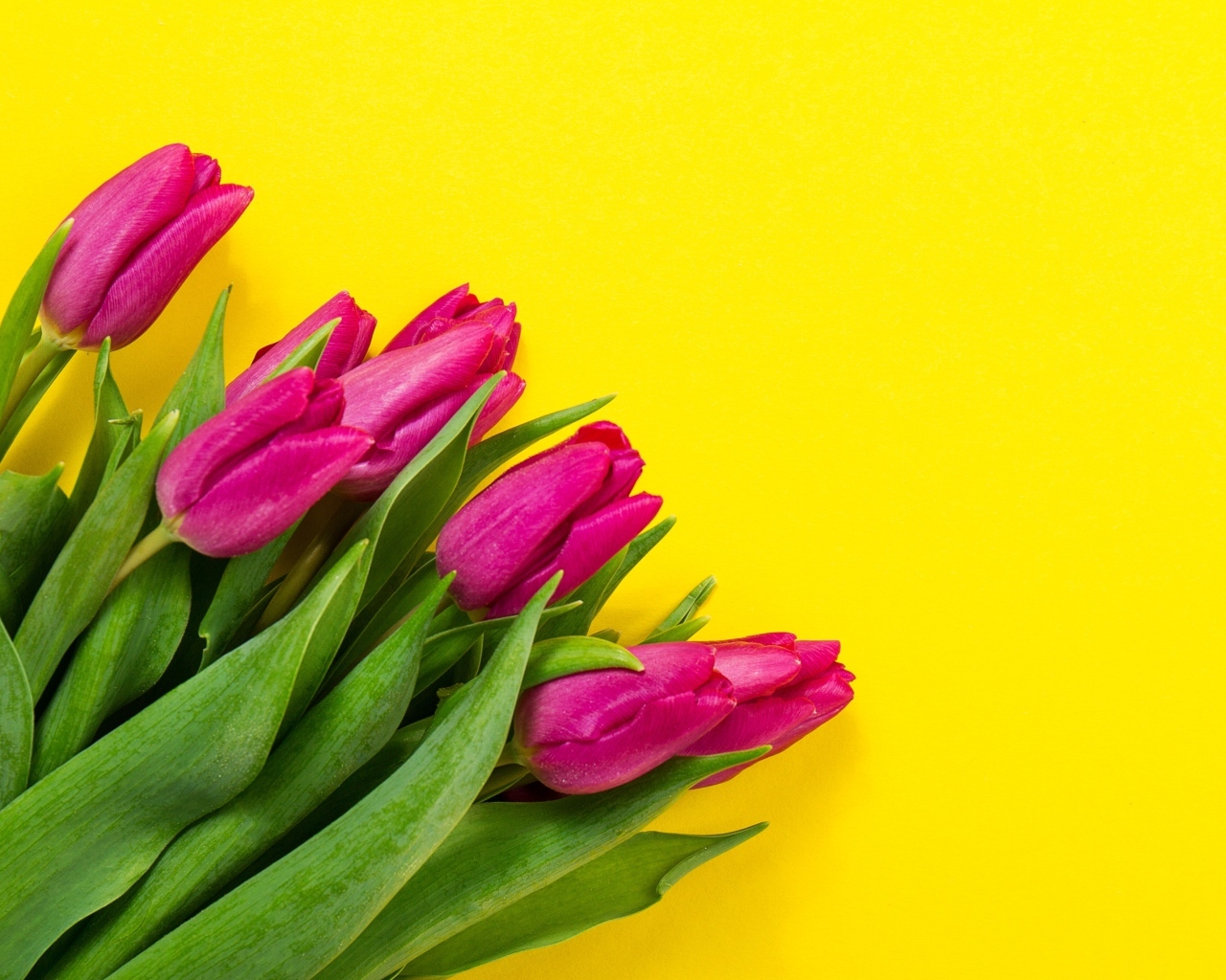 Букет розовых тюльпанов на желтом фоне