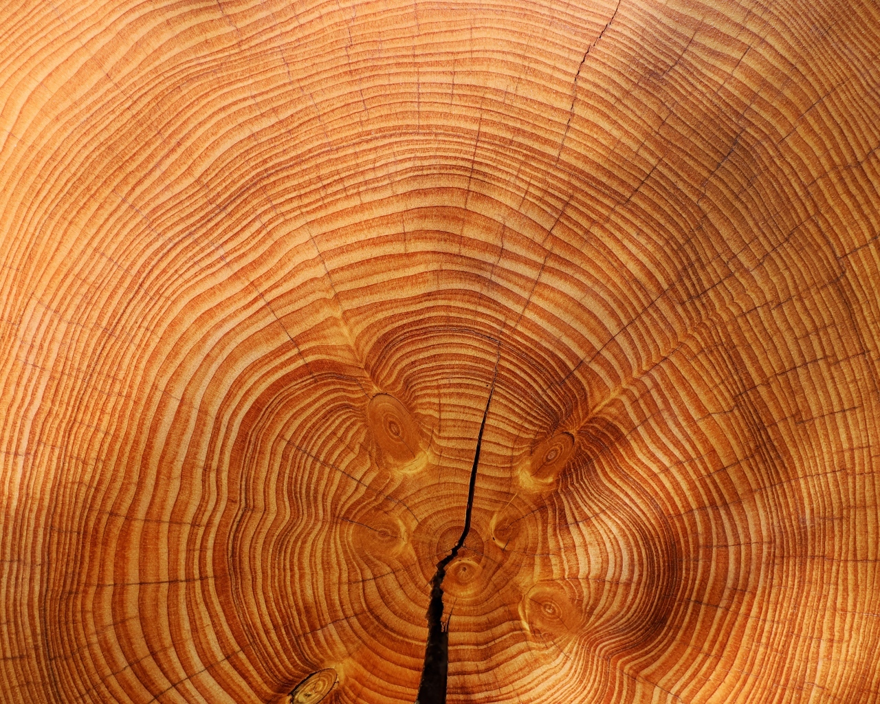 Круги на спиленном стволе дерева