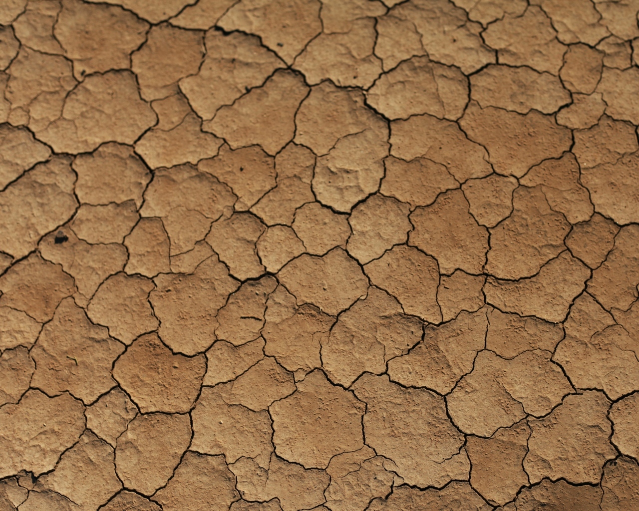 Трещины на сухой земле 