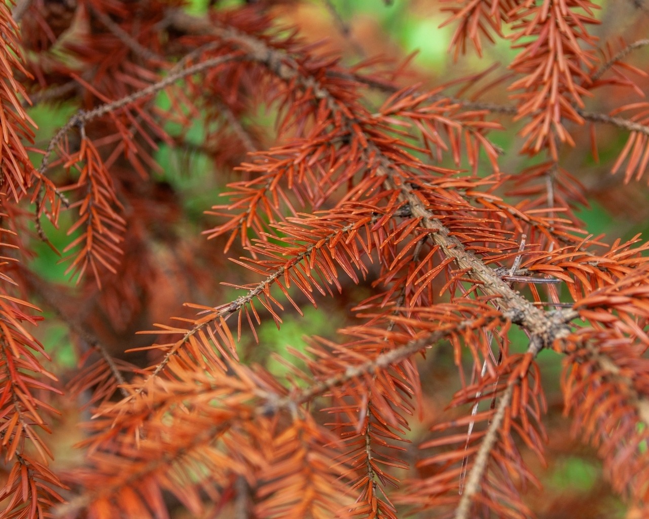 Сухая желтая ветка ели