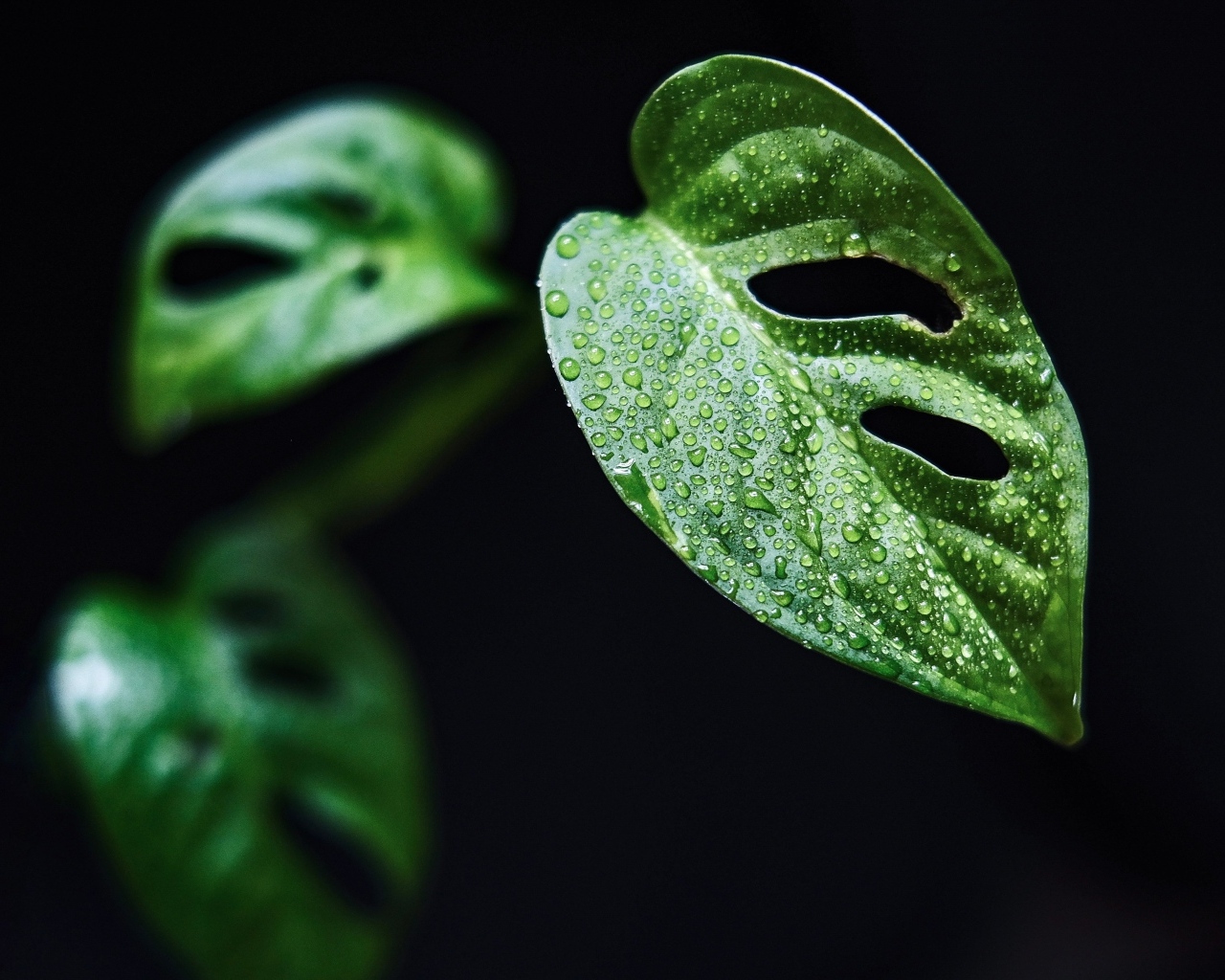 Зеленый лист в каплях росы на черном фоне