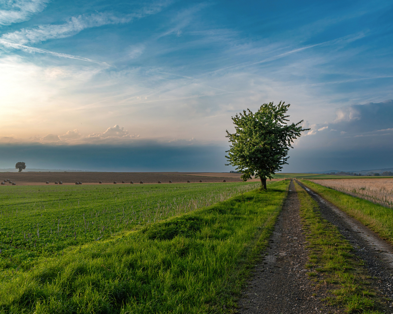 Зеленое дерево на поле под красивым небом летом
