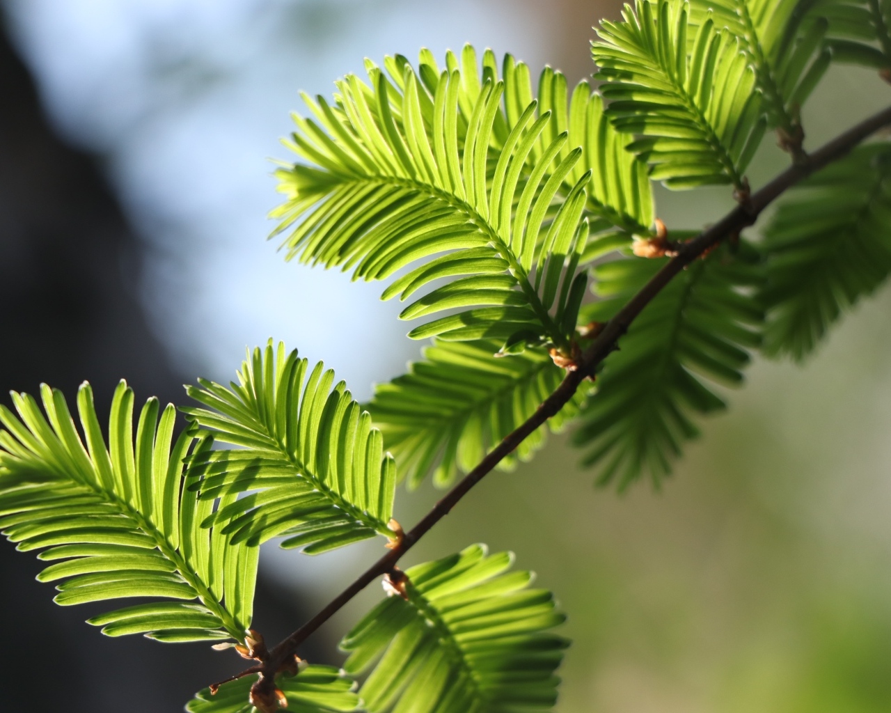 Зеленые молодые листья дерева весной