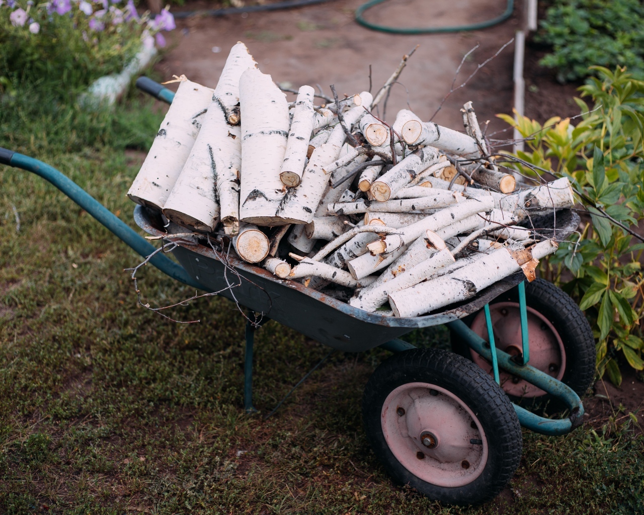 Железная тачка с дровами с березы