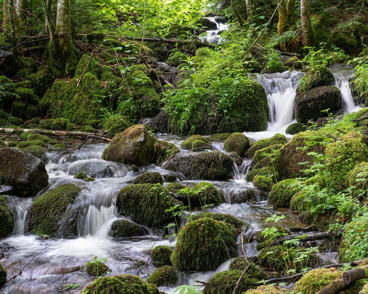Большие покрытые мхом камни в лесном ручье
