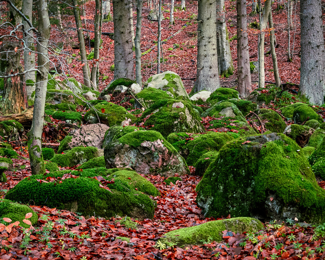 Большие покрытые зеленым мхом камни в лесу