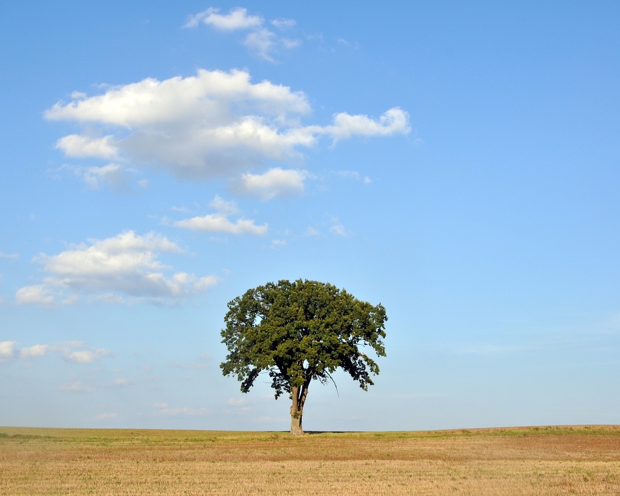 Одинокое зеленое дерево на поле