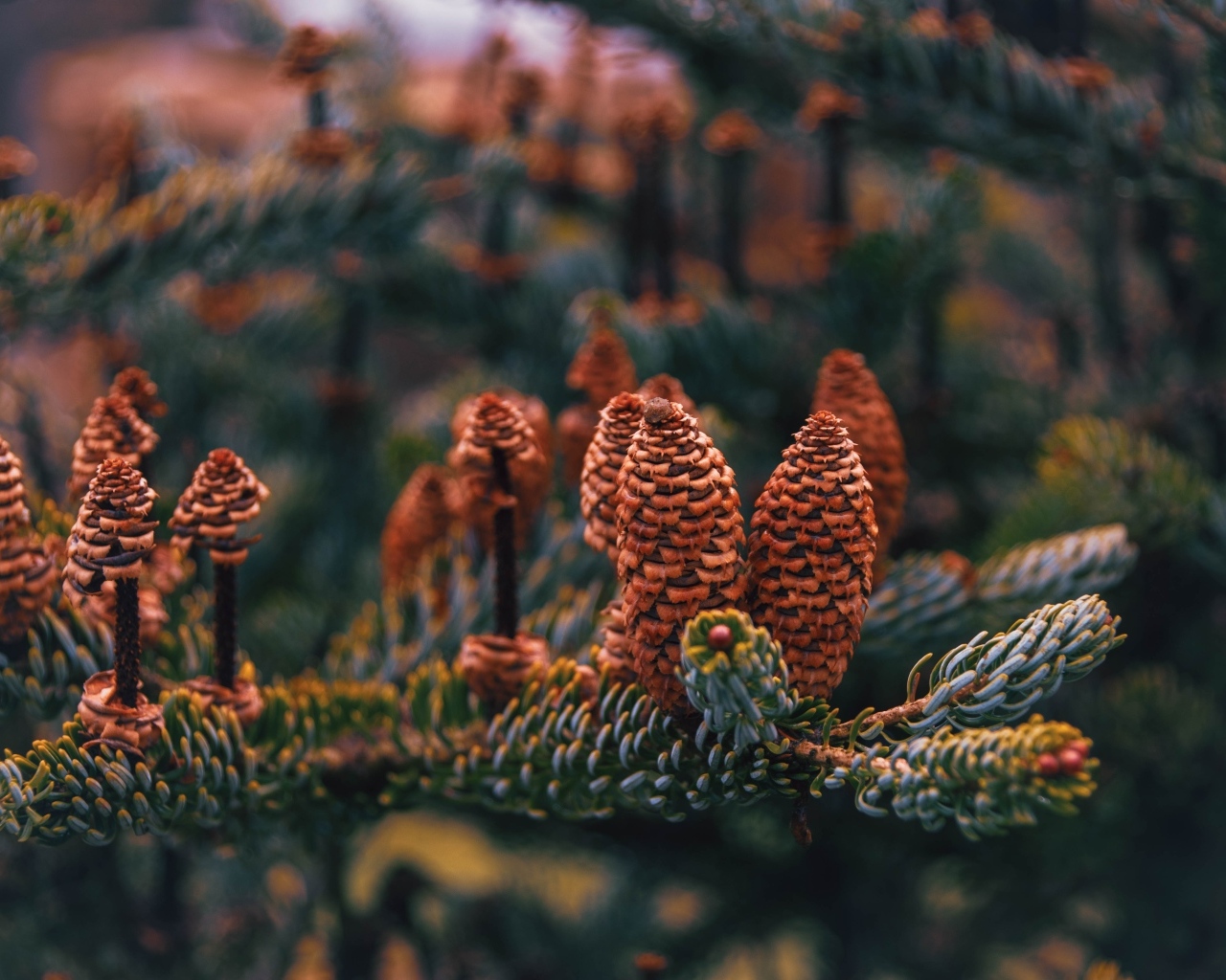 Много больших  коричневых шишек на ветке ели