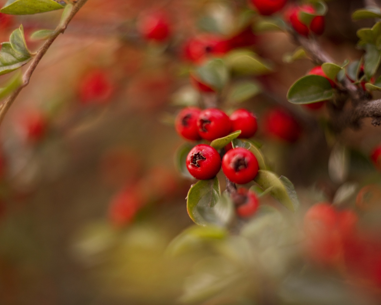 Красные ягоды боярышника на ветке дерева