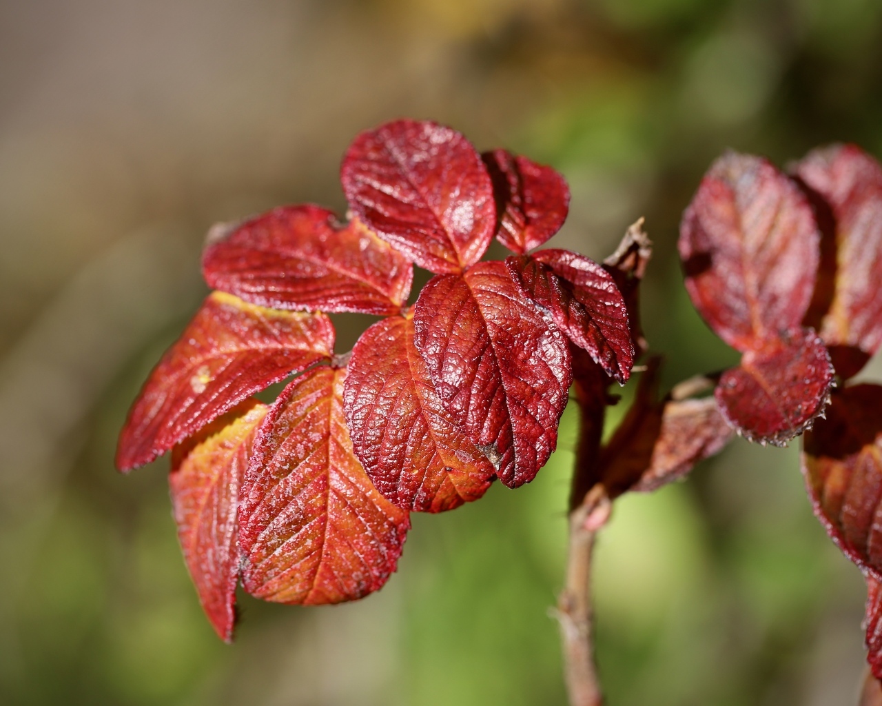 Красные листья садовой розы