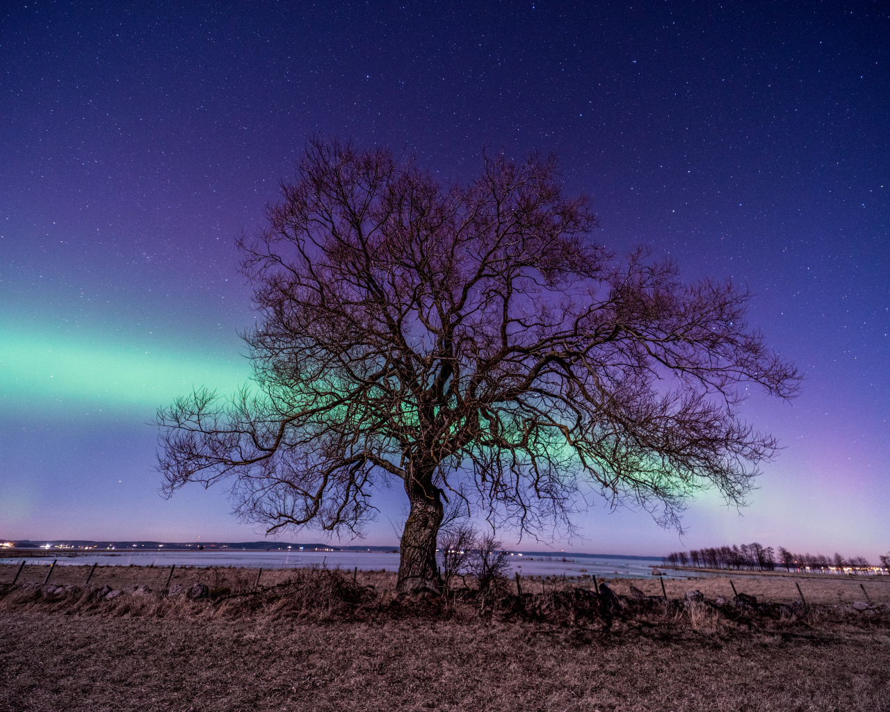 Дерево у озера на фоне полярного сияния
