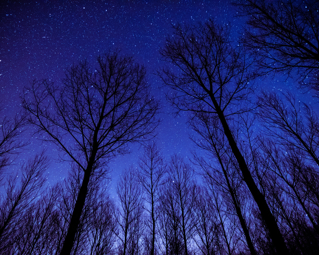 Кроны деревьев на фоне ночного неба
