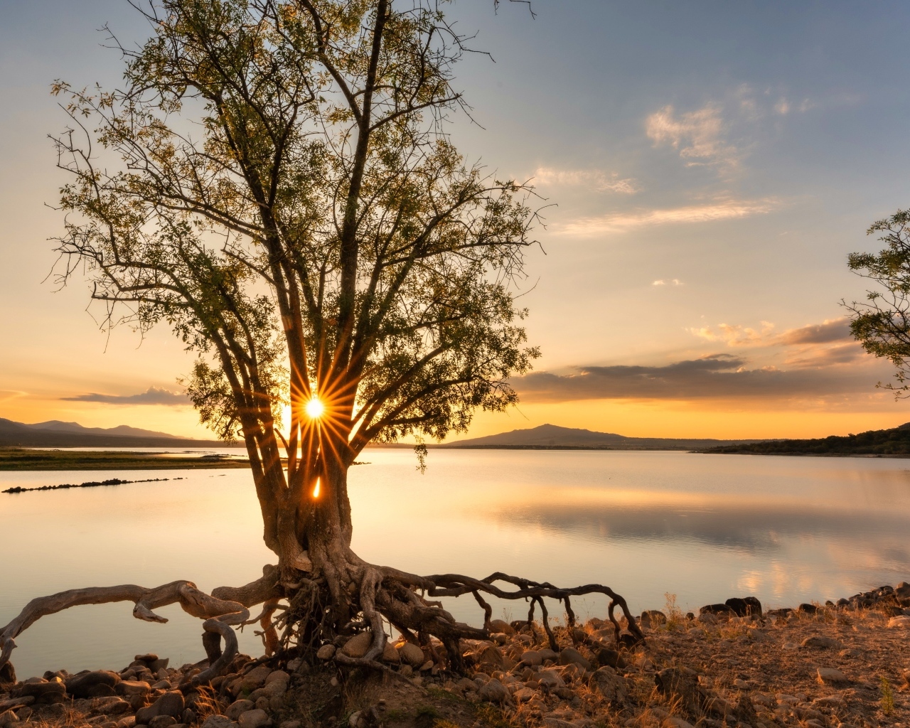 Дерево на берегу озера на рассвете