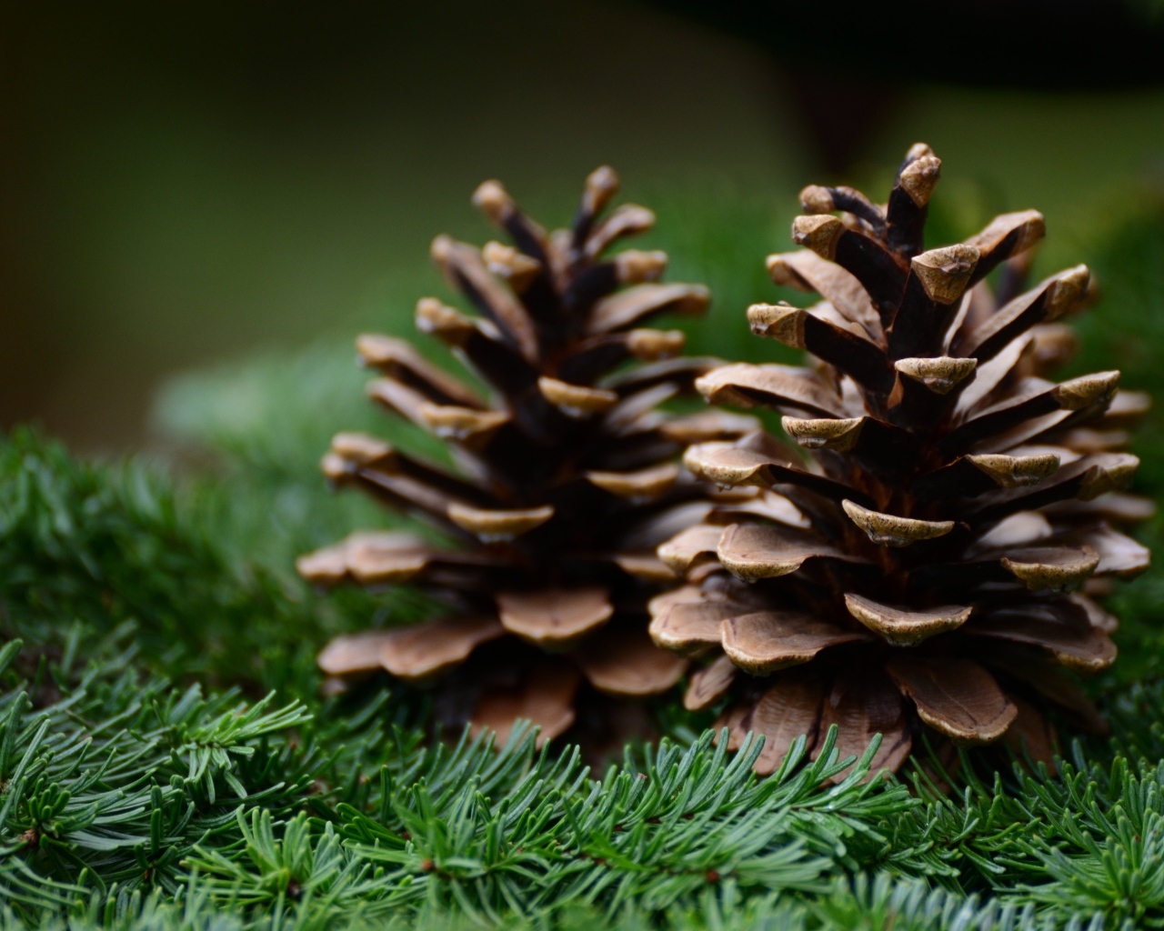 Две коричневые шишки лежат на еловых ветках