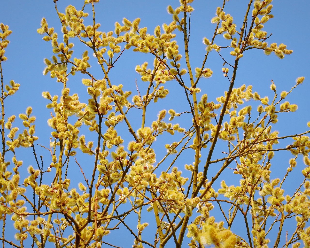 Желтые ветки вербы на фоне голубого неба