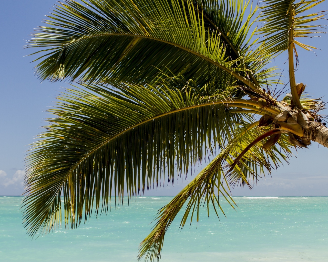 Большие зеленые листья пальмы у океана