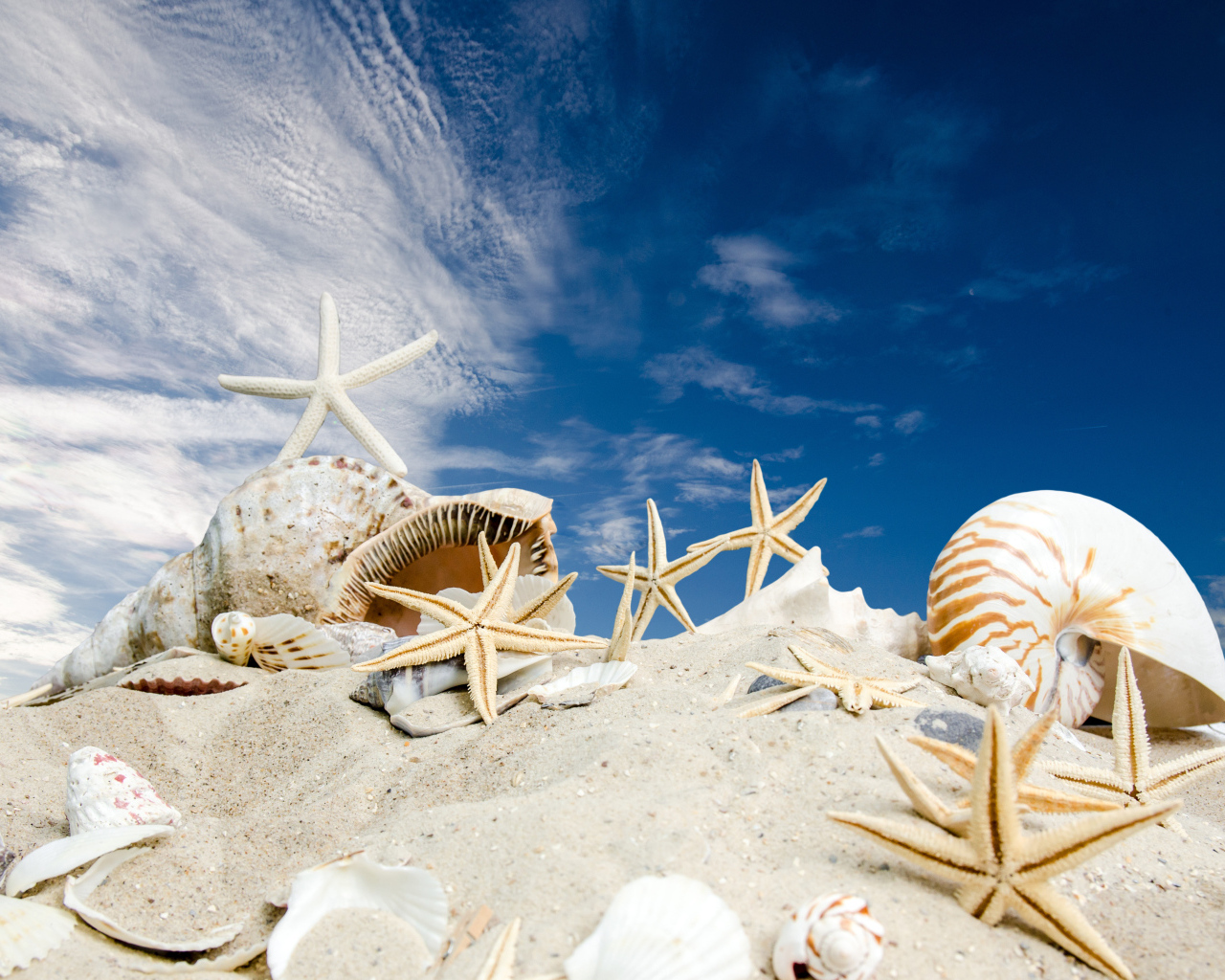 Ракушки и морские звезды на песке под голубым небом