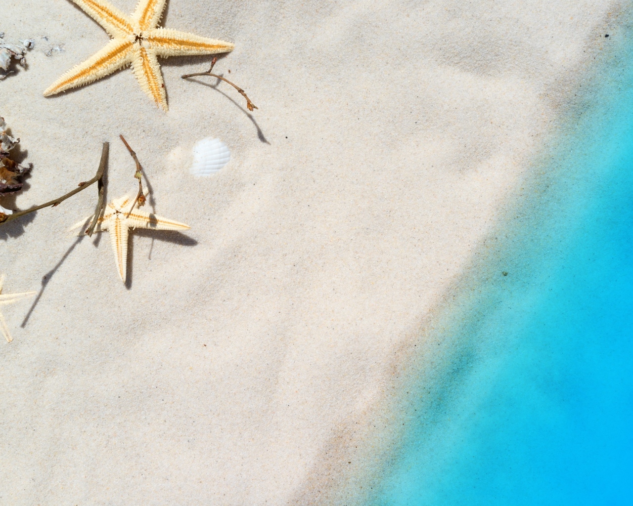 Морские звезды и ракушки на белом песке у голубой воды