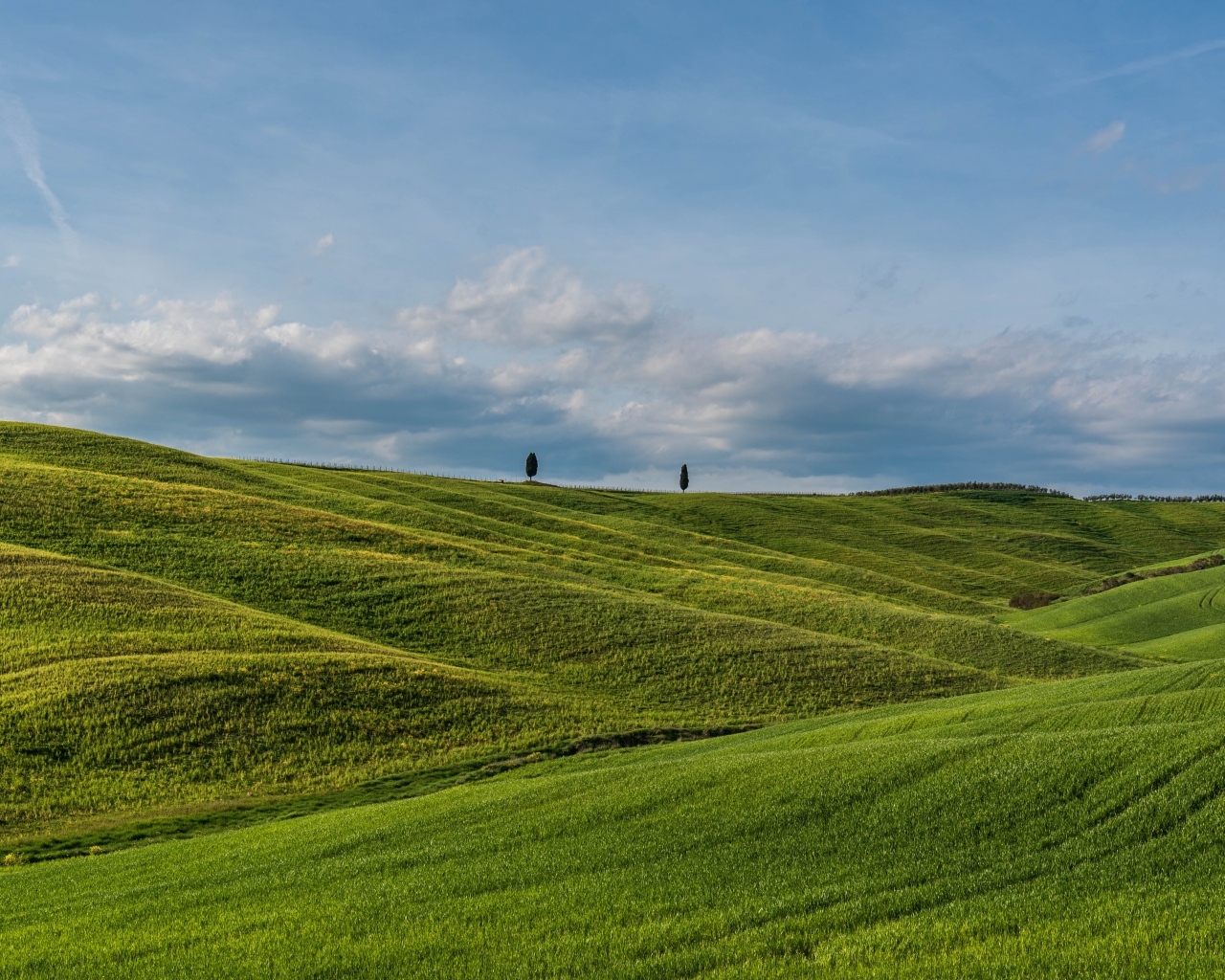 Красивые зеленые ячменные холмы летом