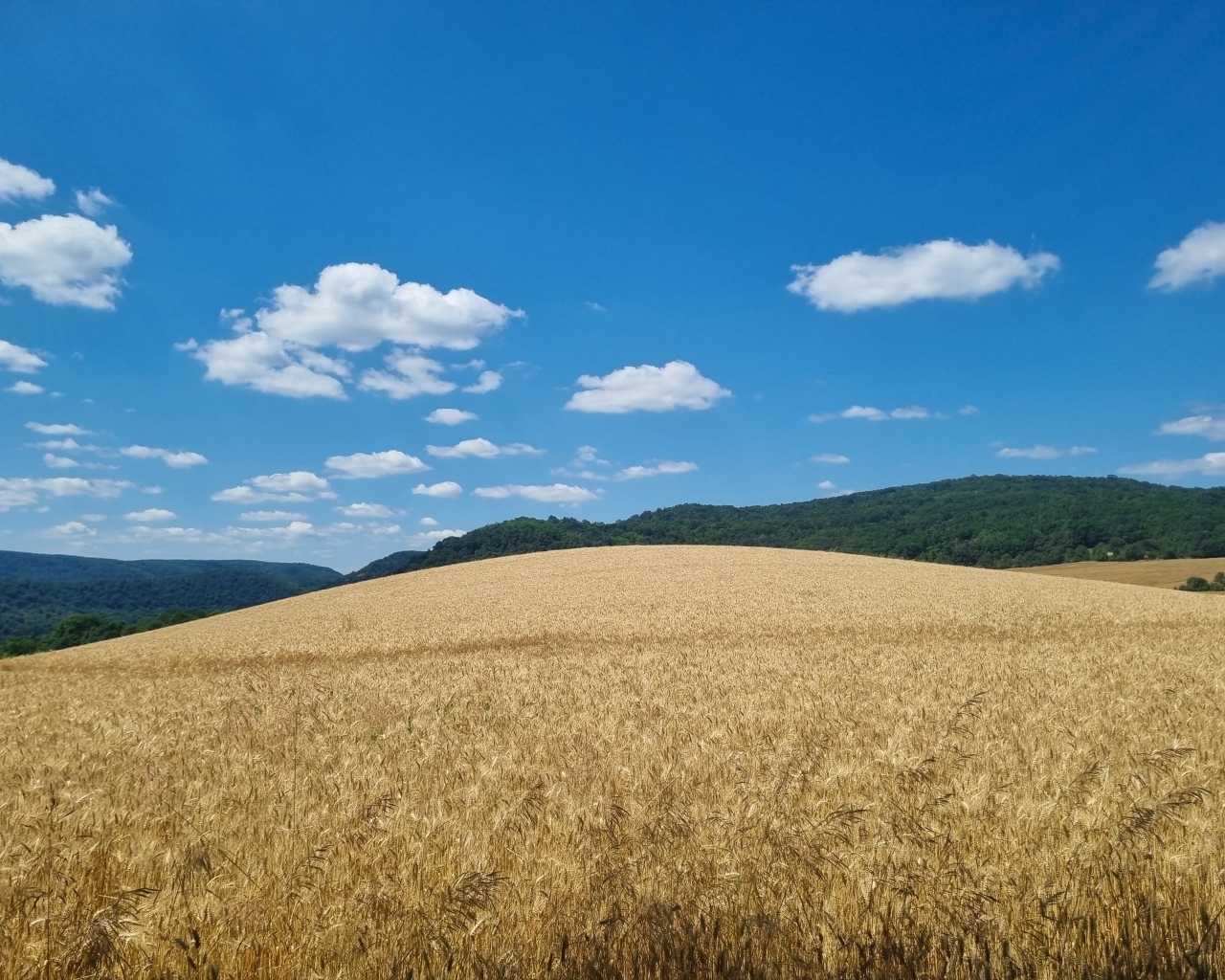 Красивое пшеничное поле под голубым небом