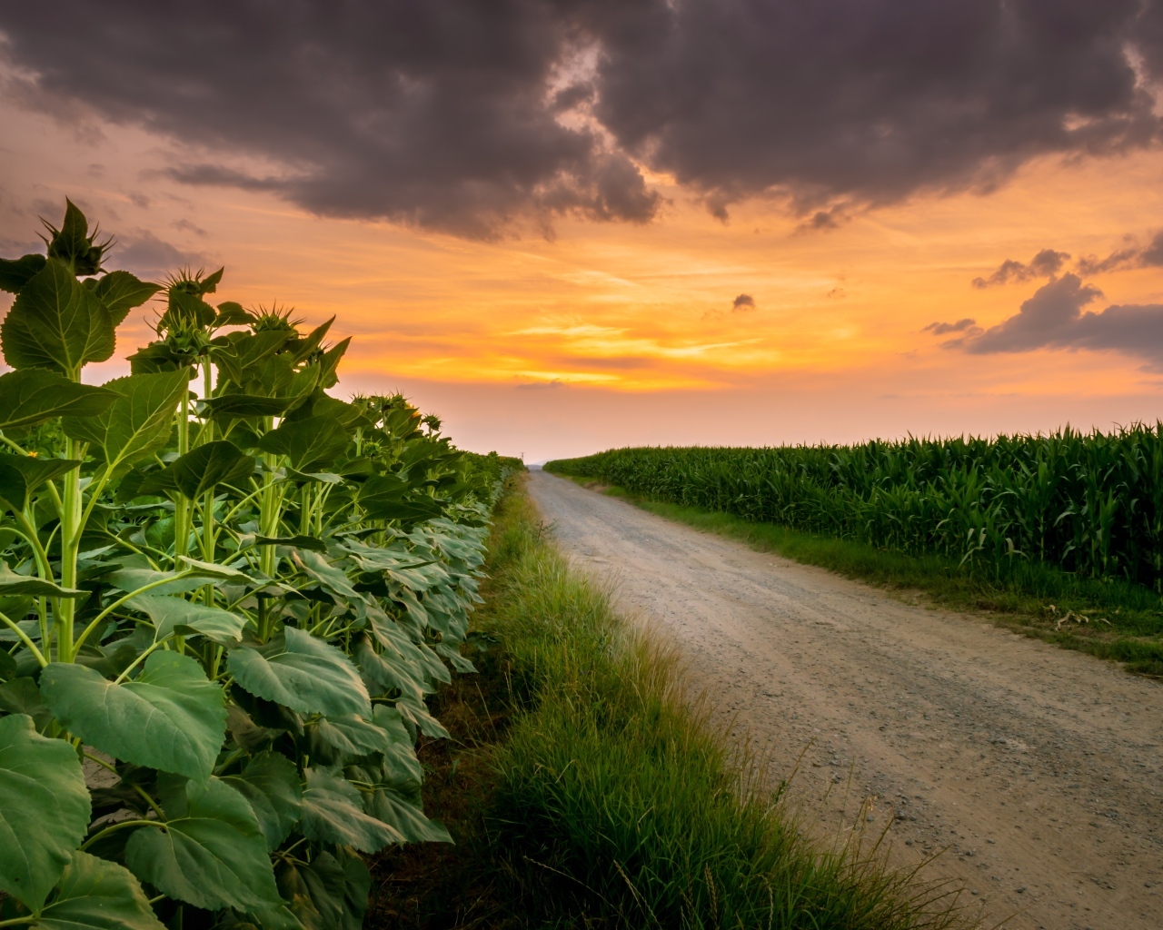 Рассвет над полем летом