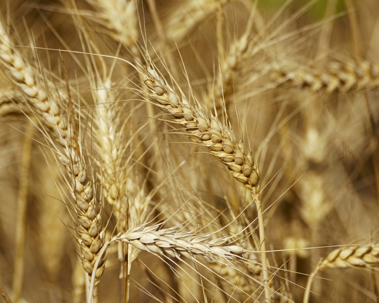Колосья спелой пшеницы крупным планом