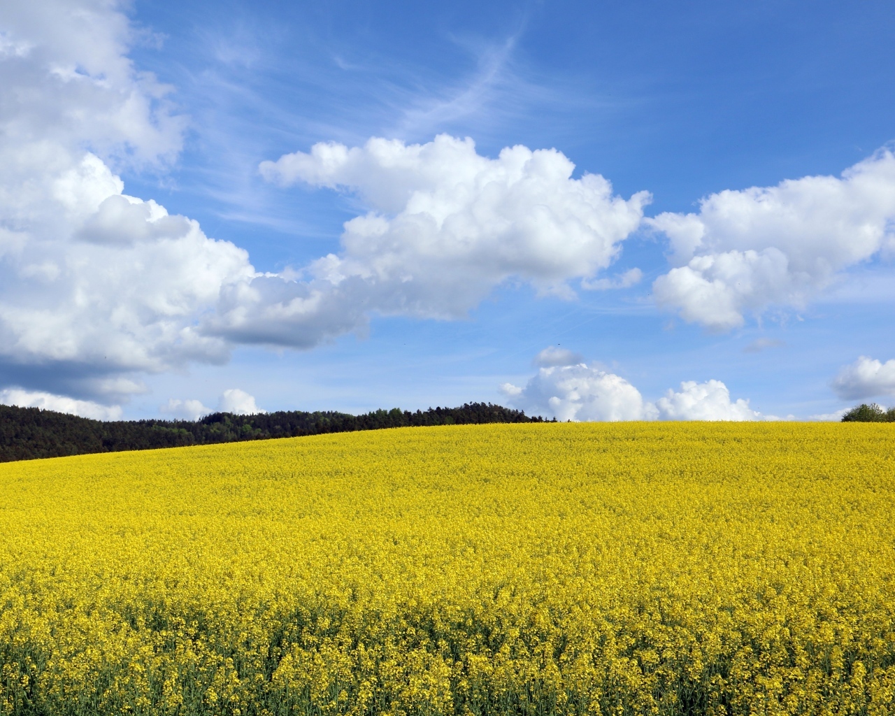 Поле с желтыми цветами рапса весной