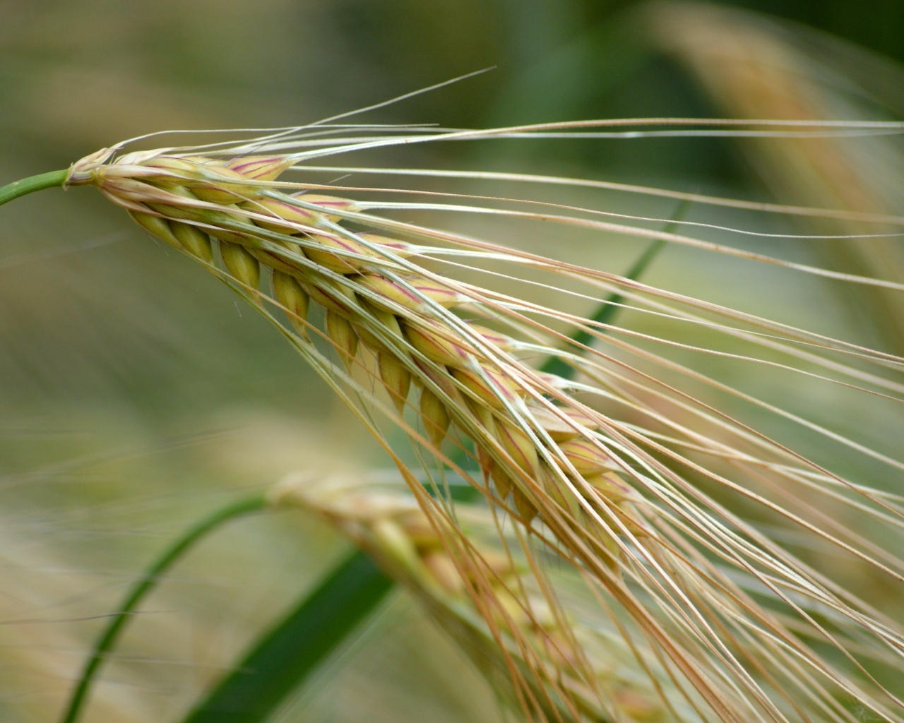 Большой колос пшеницы крупным планом