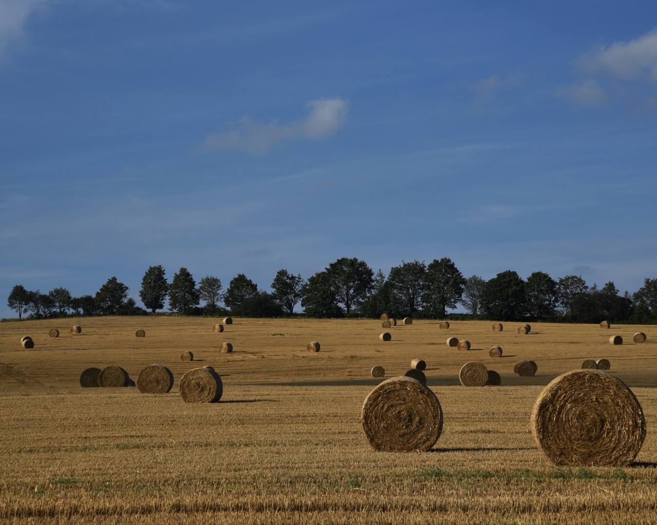 Рулоны сена на поле под голубым небом