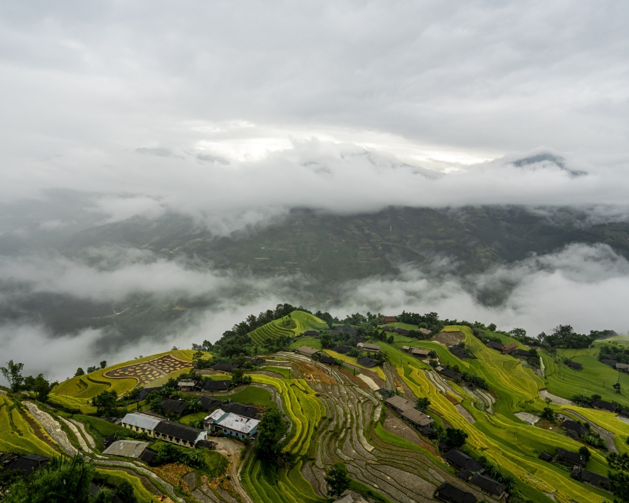 Вид сверху на плантации в тумане