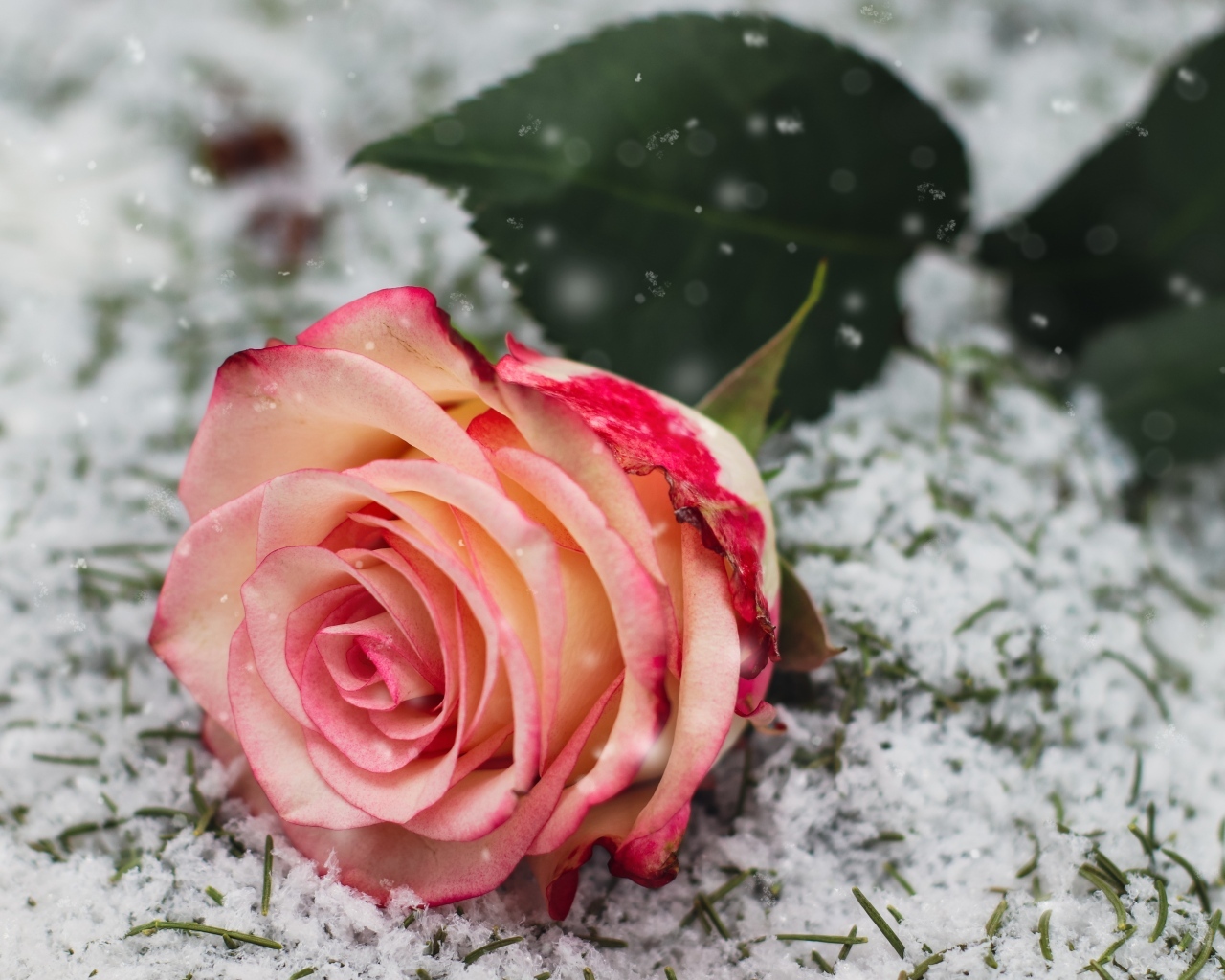 Красивая роза лежит на снегу 