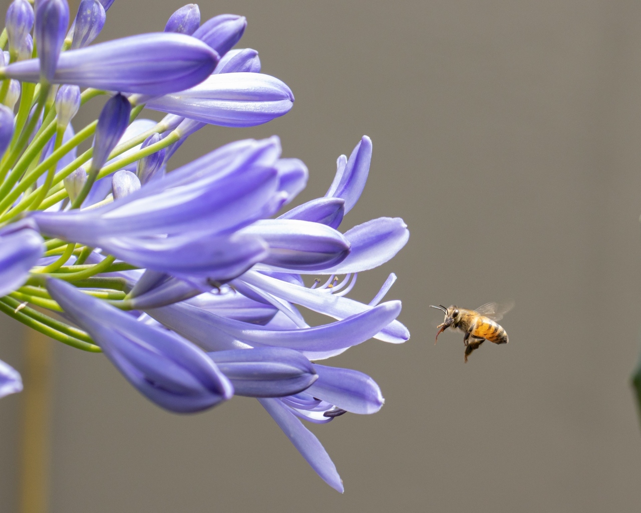 Пчела летит к цветам африканской лилии 