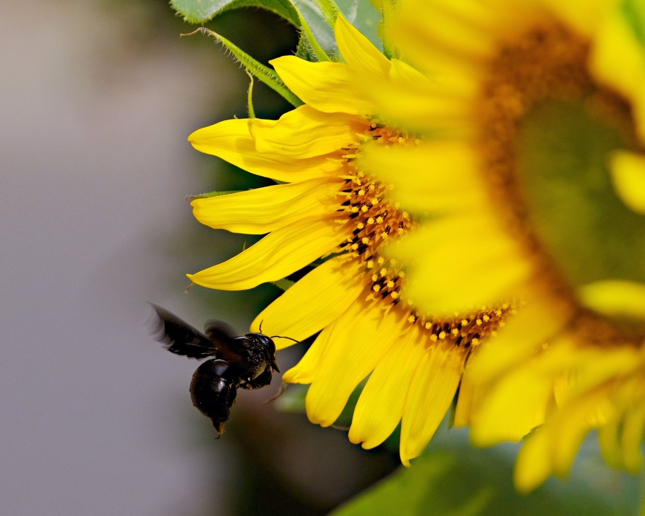 Пчела летит к желтым цветам подсолнуха