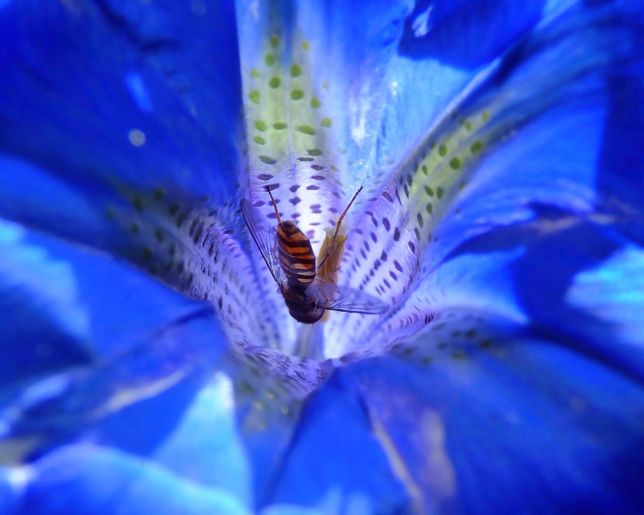 Пчела опыляет цветок горечавки