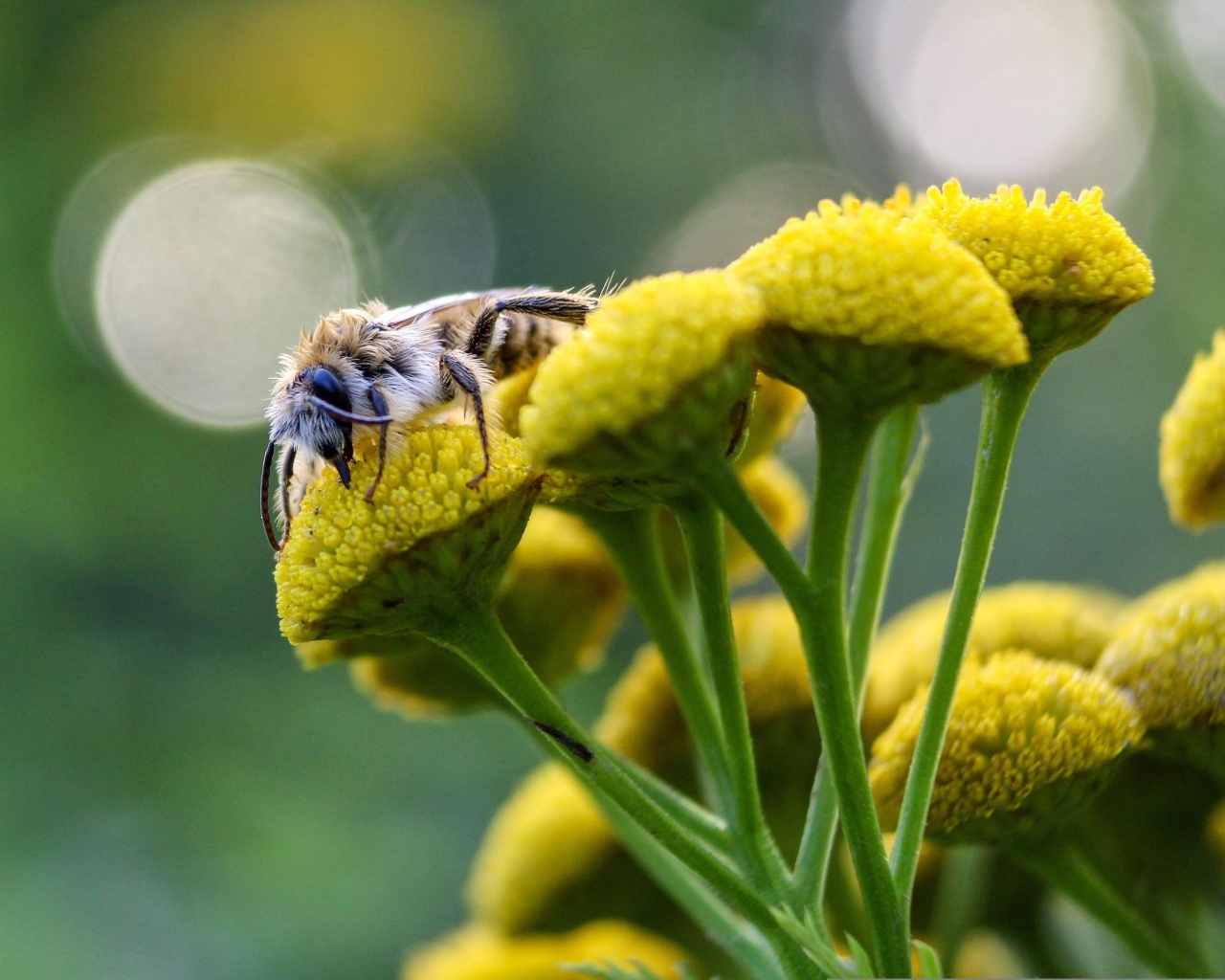 Пчела сидит на цветке пижмы