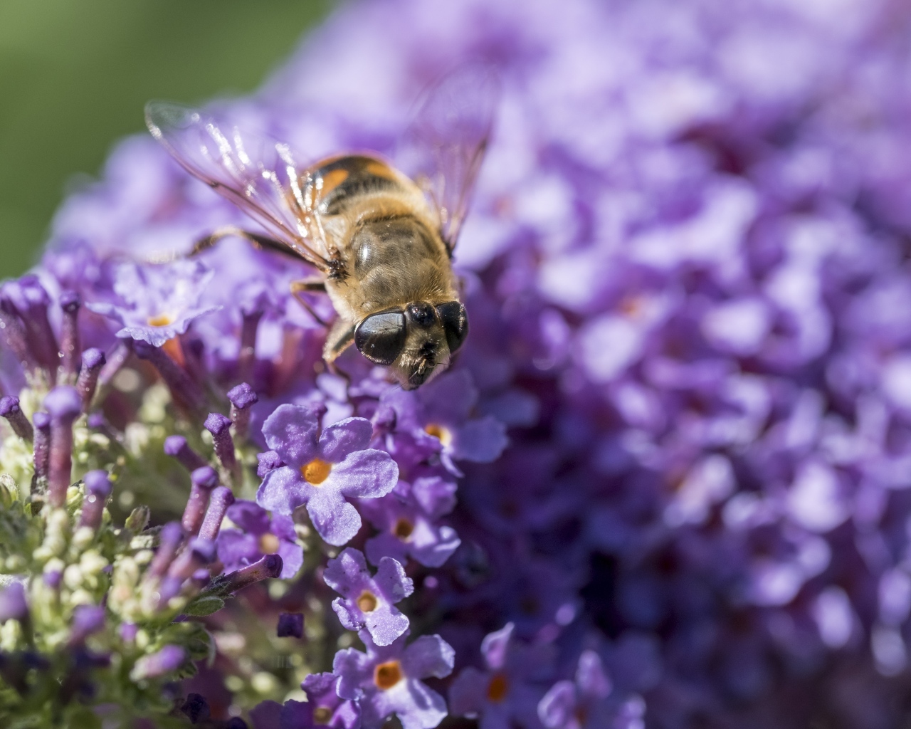 Пчела сидит на цветах сирени